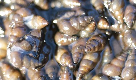 cleaning mud New Zealand|Stop the Spread of New Zealand Mudsnails in Our Rivers .